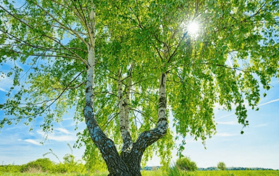 Perfect Tree for a Memorial