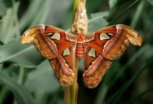 atlas signal desk apex platform note four words