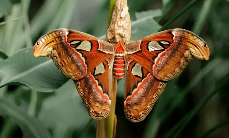 atlas signal desk apex platform note four words